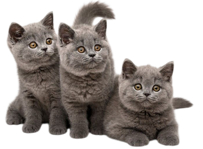 <span>Kittens for sale </span>