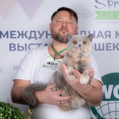 Victory of a Young Tortoiseshell Girl at RosKosh Club Show, March 2-3, 2024