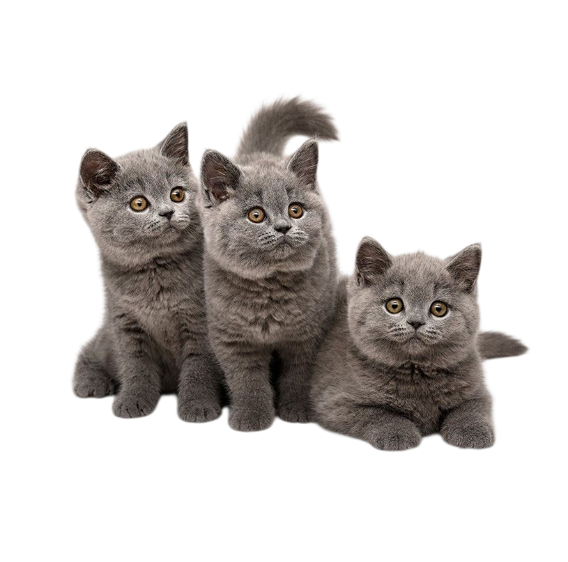 Котята <span>  в продаже </span> 