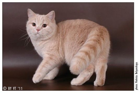 Int.Ch. Anita Magic Smile of Liva Cats*Ru