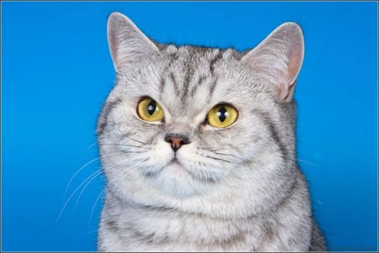 Gr.Int.Ch. Ashanti Brittown*RUk