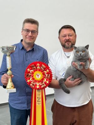 Триумф на выставке КЛК «Грация» 21–22 сентября: наш кот ЛИВАКЕТС.РУ ORSON — лучший два дня подряд!