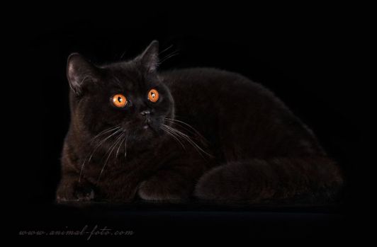 Int.Сh. VASSA Luxury Pride of Liva Cats