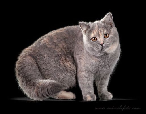 Int.Сн. RU* LIVA CATS Varvara Krasa
