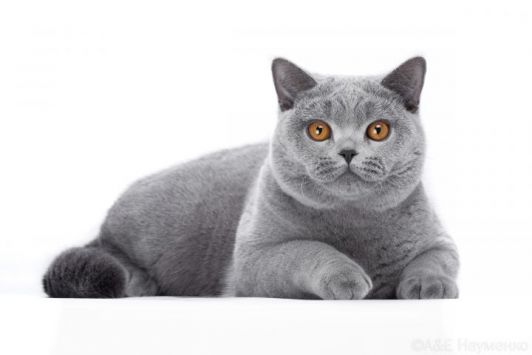 РУ*ЛиваКетс Orson(BSHa)