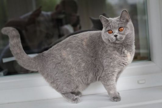 LUCY LOU PLUSH CAT *RU