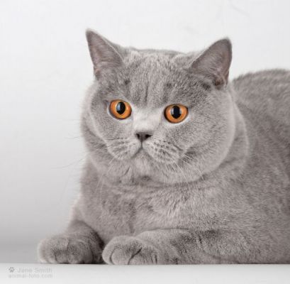 ЛИВАКЕТС.РУ Taiga