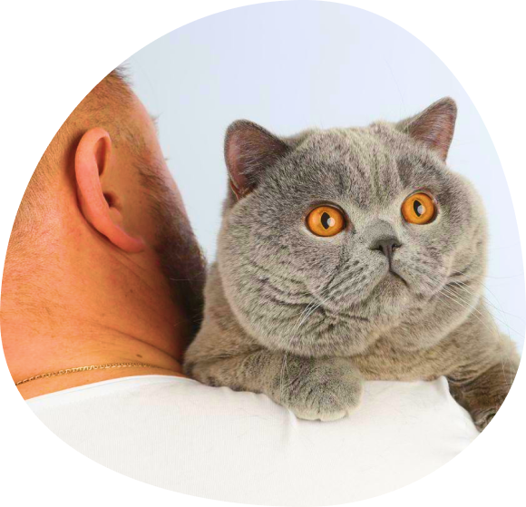 <span> Питомник </span> британских <br> котят и кошек <span>Livacats*ru</span> 