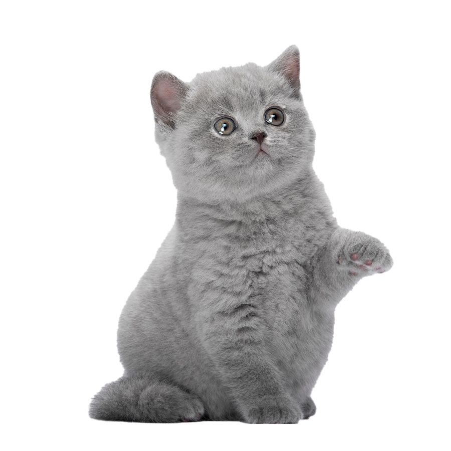 <span>Котята в продаже </span>