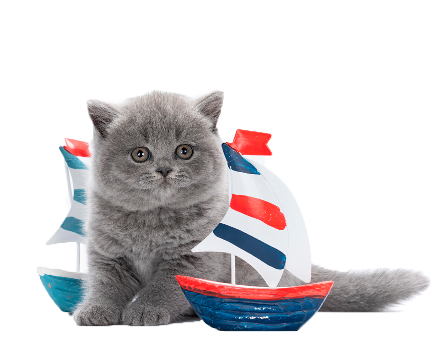 Котята <span>  в продаже </span> 