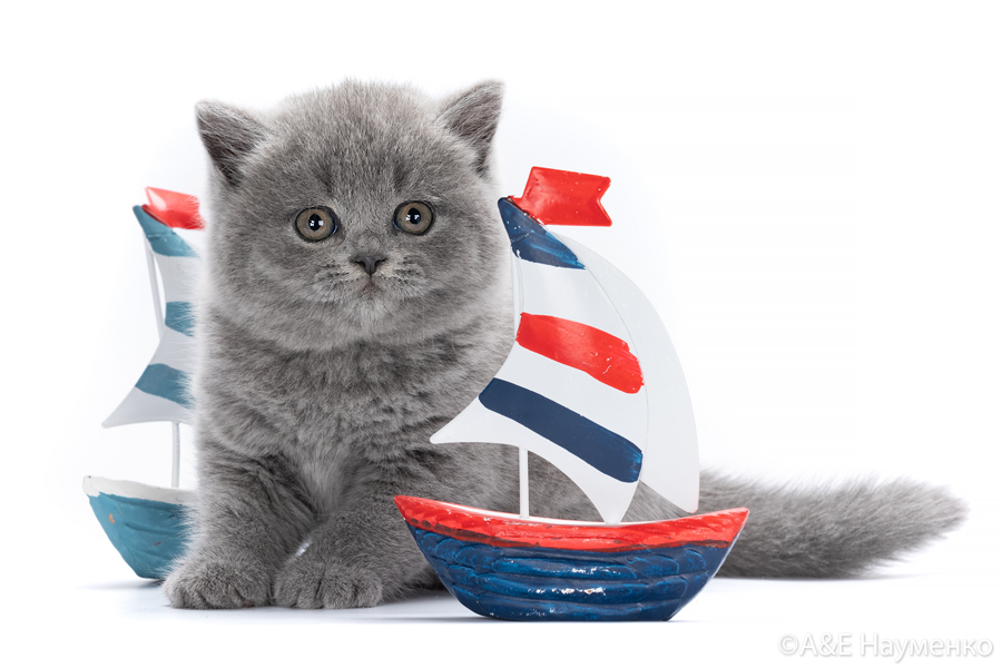 Котята <span>  в продаже </span> 