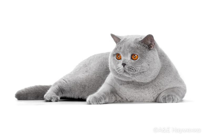 IC RU*LivaCats Slash